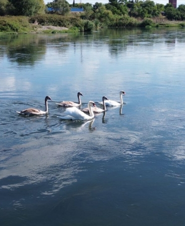 kizilirmak-deltasi-sonbahar-gocleriyle-kugulara-hazirlaniyor