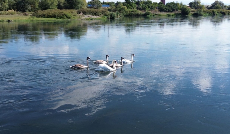 Kızılırmak Deltası sonbahar göçleriyle kuğulara hazırlanıyor