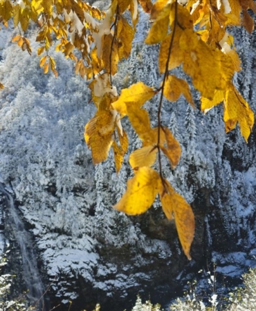 rizede-sonbahar-ve-kis-ayni-karede-bulustu