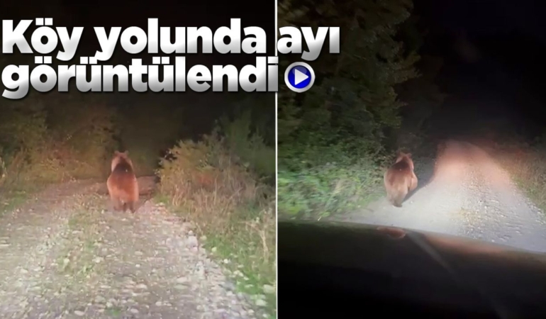 Sinop’ta köy yolunda koşan ayı görüntülendi