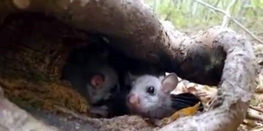 yenice-ormanlarinda-yediuyur-yavrularina-rastlandi