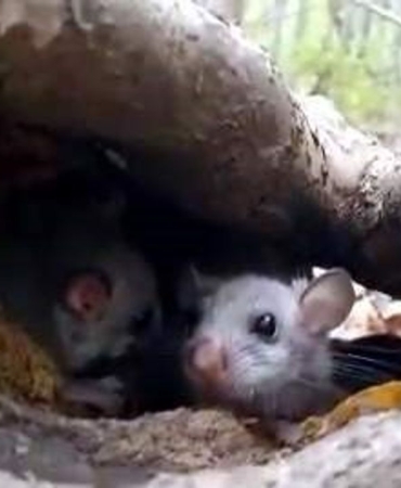 yenice-ormanlarinda-yediuyur-yavrularina-rastlandi