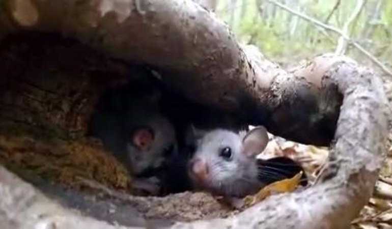 Yenice Ormanlarında ’Yediuyur’ yavrularına rastlandı