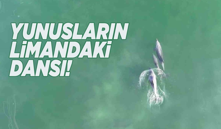 Yunusların balıkçılarla dansı kamerada