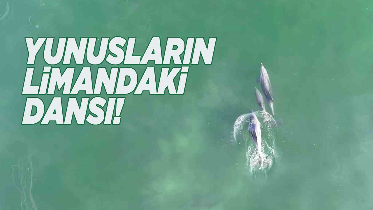 yunussinopturkeli