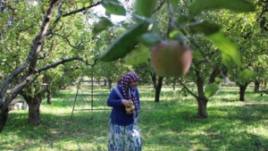 zirai-dondan-etkilenen-amasya-misket-elmasinda-bu-yil-hasat-yok