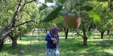 zirai-dondan-etkilenen-amasya-misket-elmasinda-bu-yil-hasat-yok