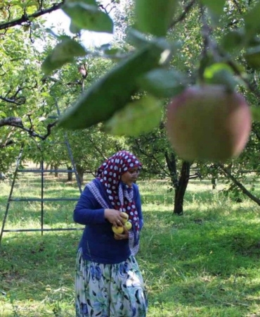 zirai-dondan-etkilenen-amasya-misket-elmasinda-bu-yil-hasat-yok