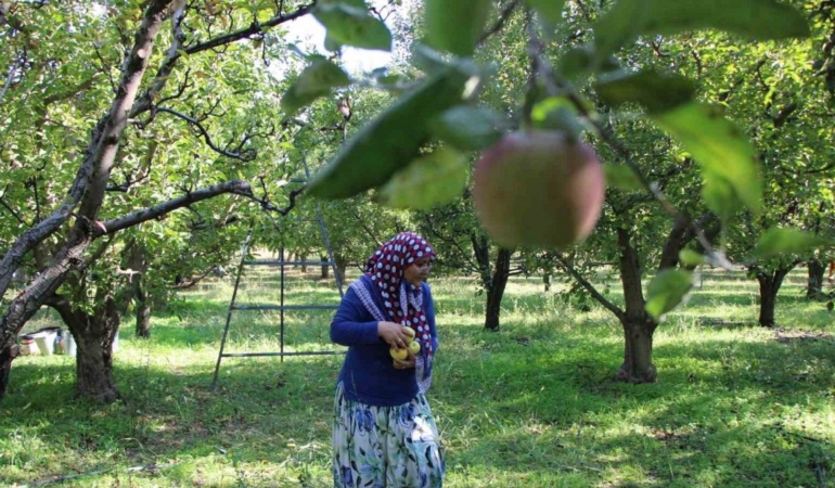 Zirai dondan etkilenen Amasya misket elmasında bu yıl hasat yok