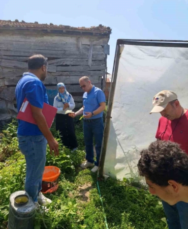 Sinop'ta Sebze Hasadı Başladı