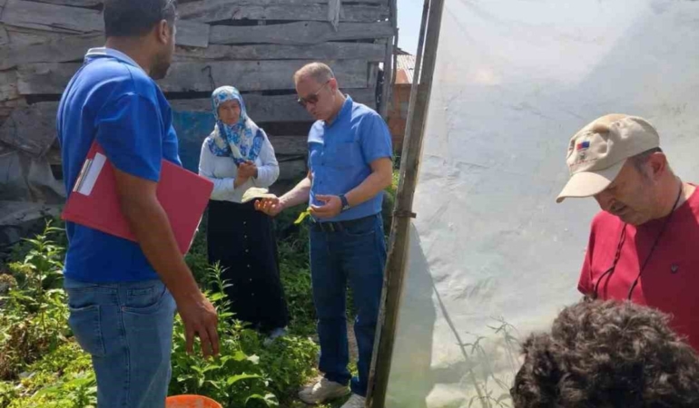 Sinop’ta Sebze Hasadı Başladı